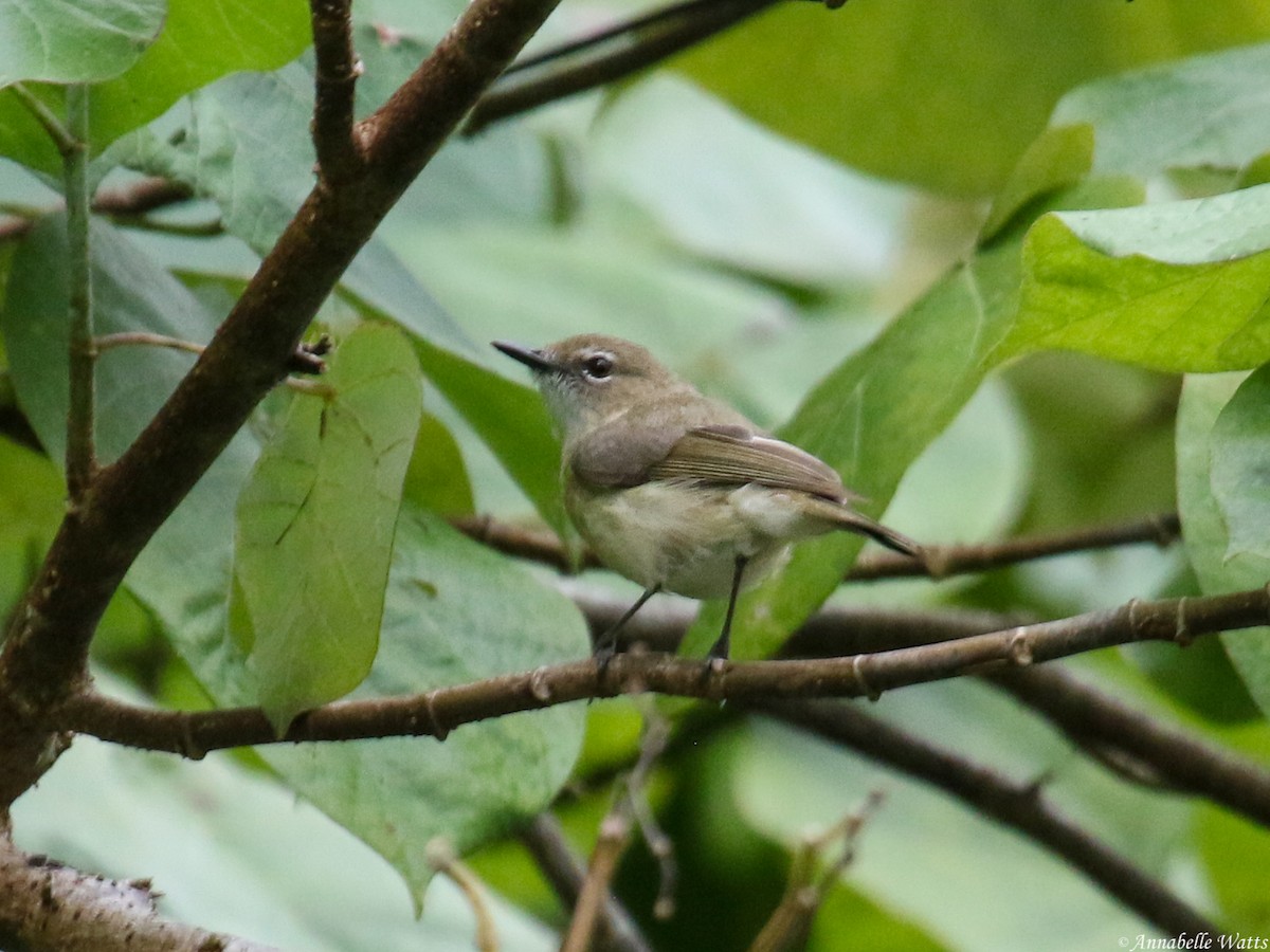 Large-billed Gerygone - Justin Watts