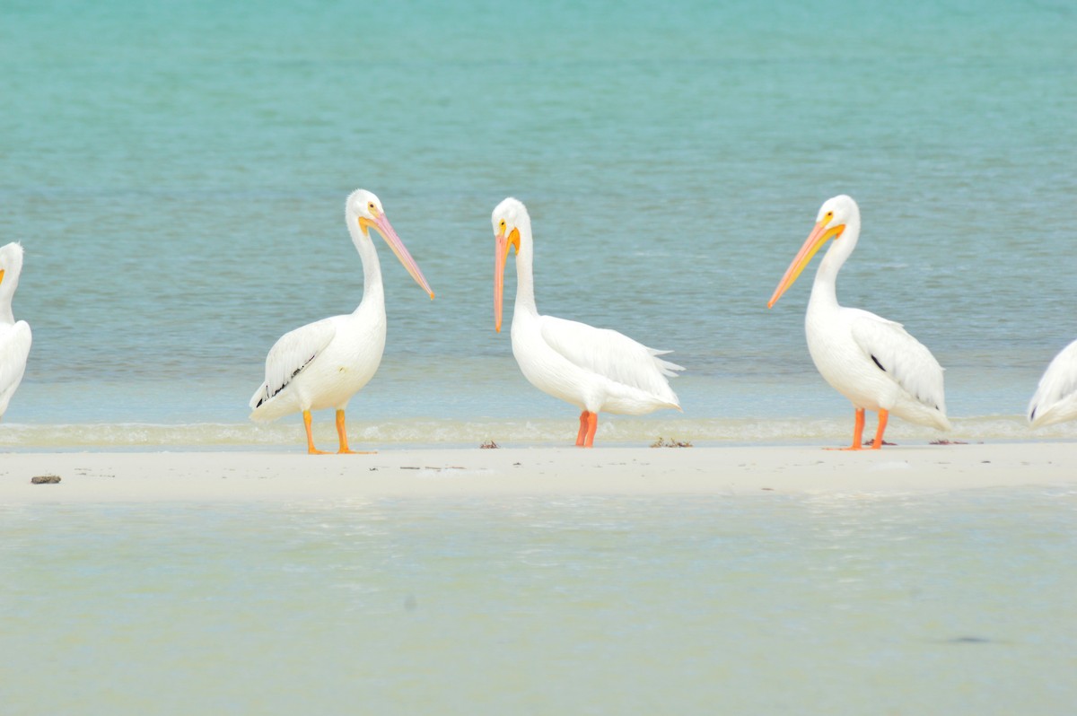 American White Pelican - ML611850822