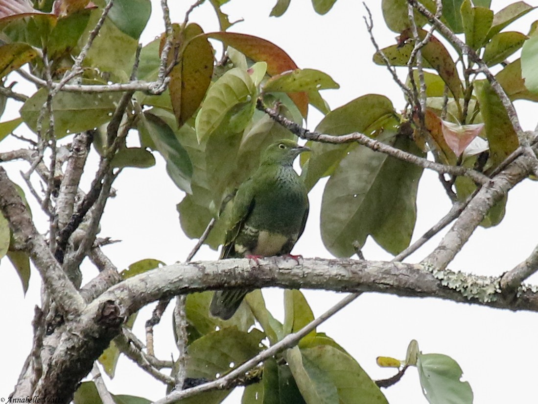 Superb Fruit-Dove - ML611850832