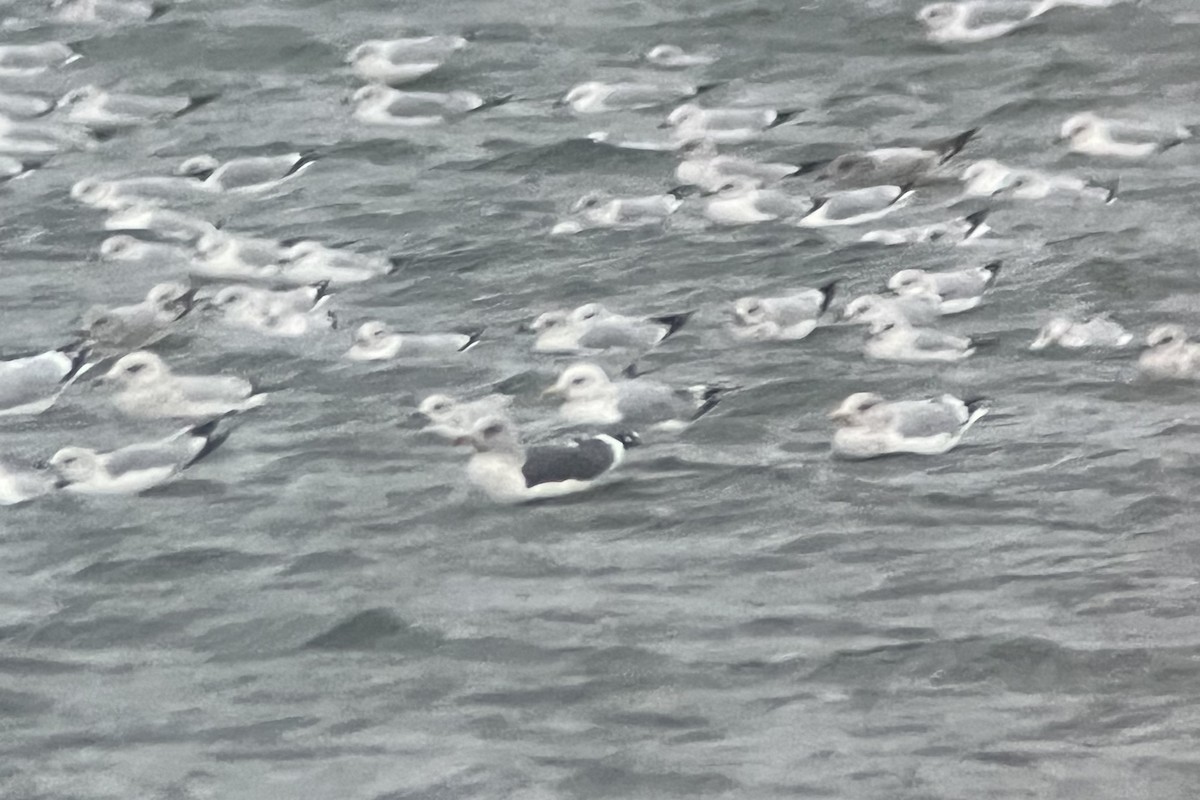 Lesser Black-backed Gull - ML611851040