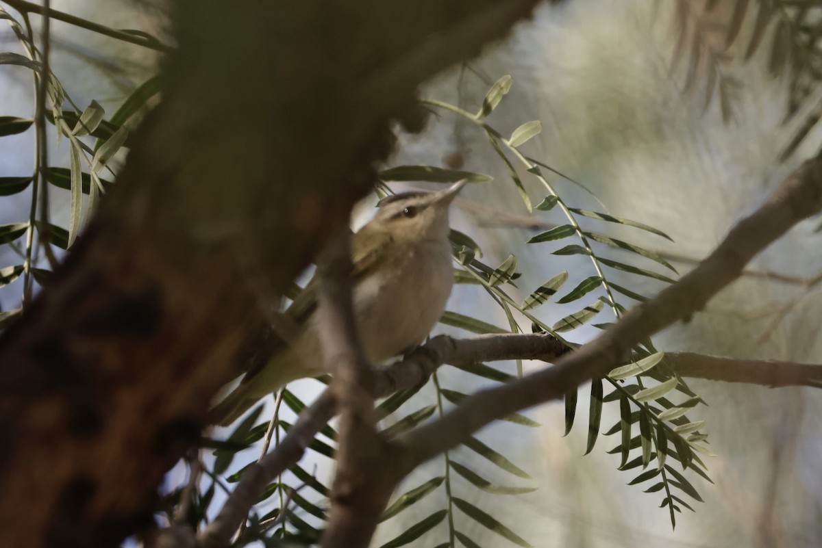 Red-eyed Vireo - ML611851046