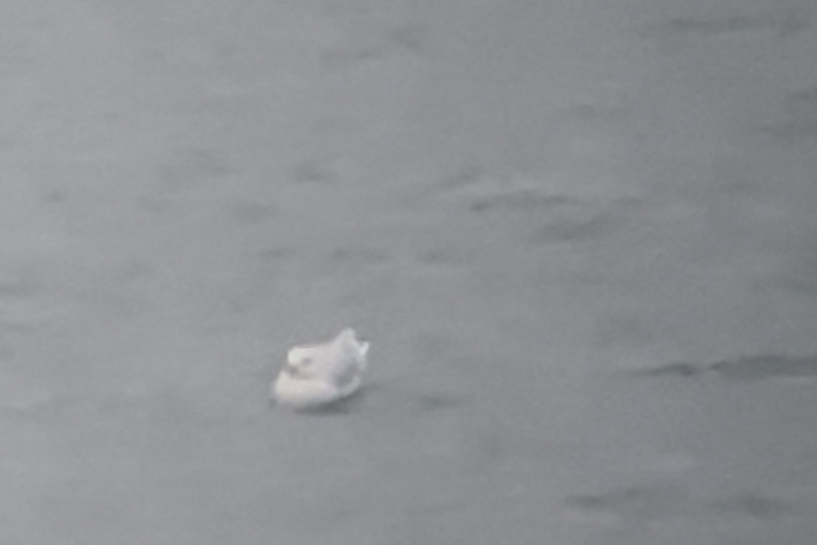 Iceland Gull (kumlieni) - ML611851073