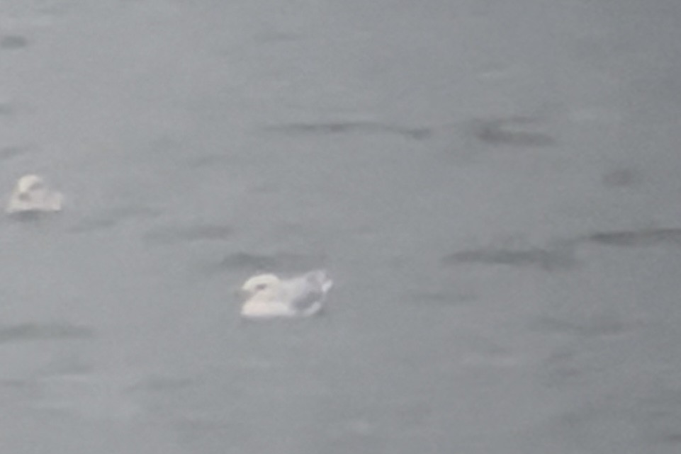 Iceland Gull (kumlieni) - ML611851074