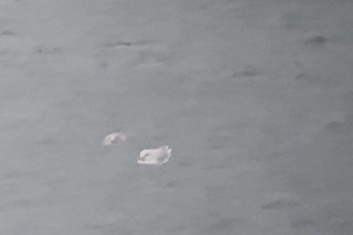 Iceland Gull (kumlieni) - ML611851075