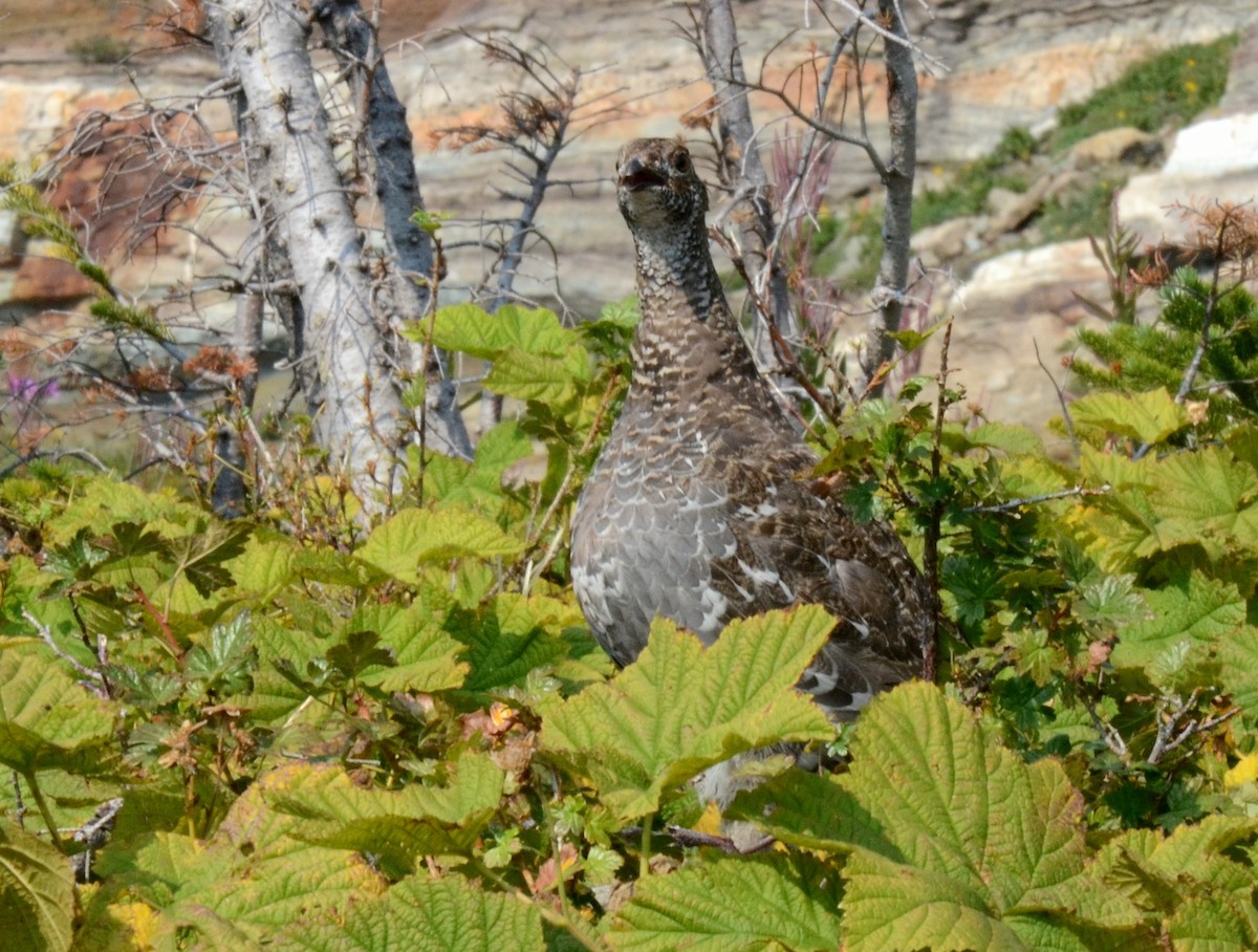 Dusky Grouse - Meena Haribal