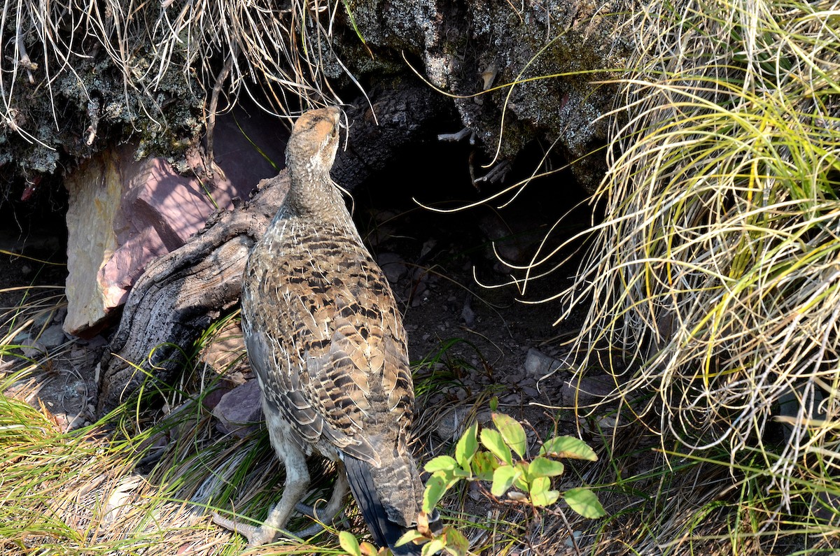 Dusky Grouse - ML611851122