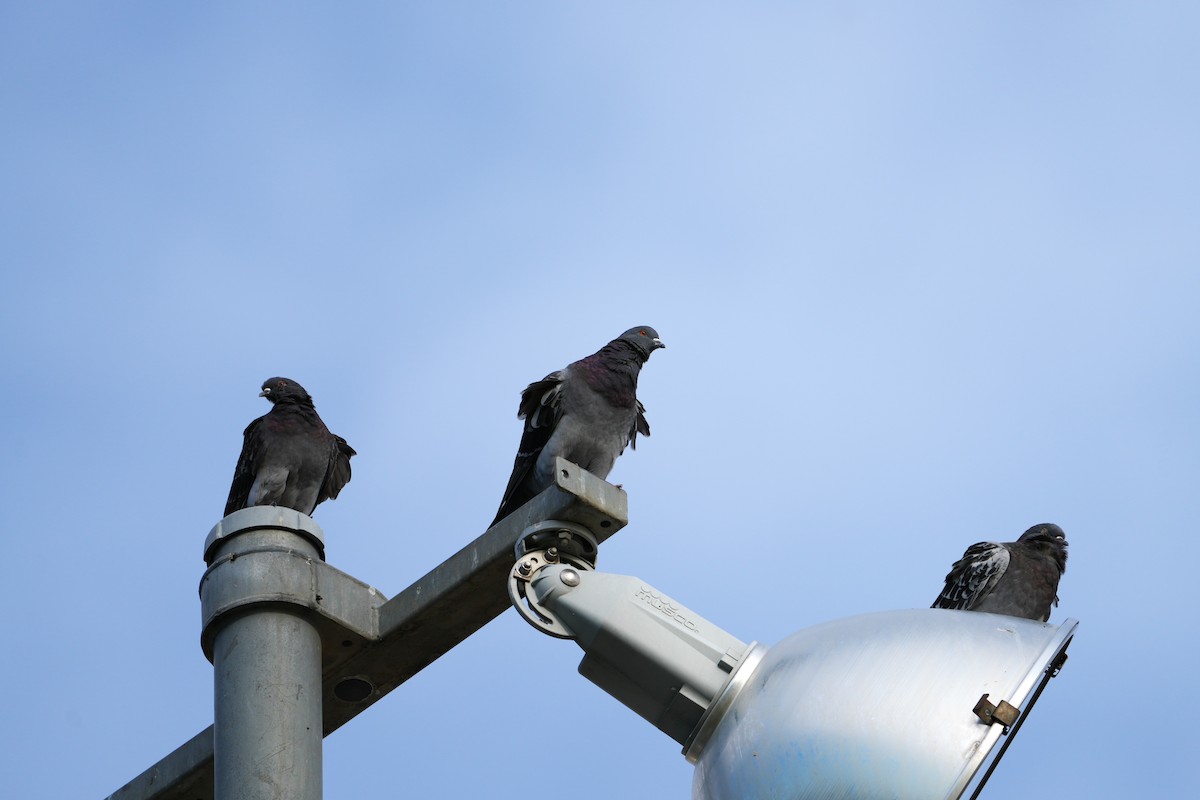 Rock Pigeon (Feral Pigeon) - ML611851348