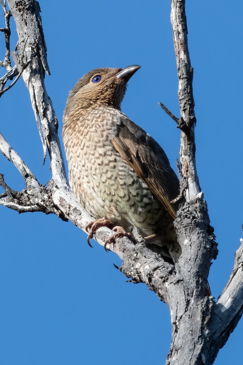 Satin Bowerbird - ML611851351