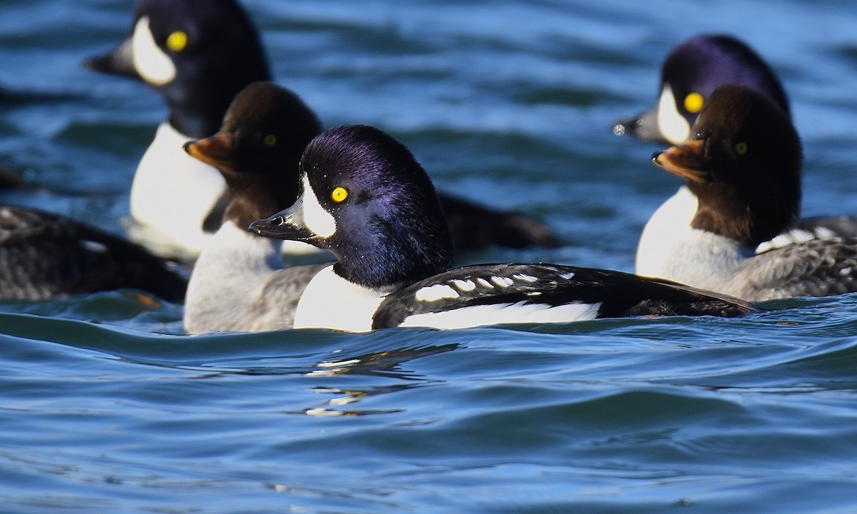 Barrow's Goldeneye - ML611851392