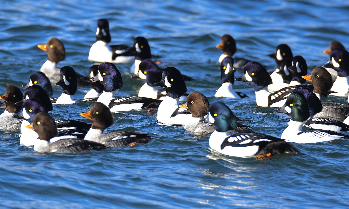 Barrow's Goldeneye - ML611851393