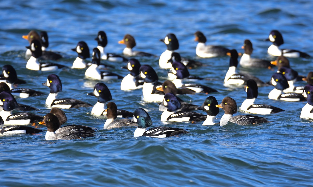 Barrow's Goldeneye - ML611851394