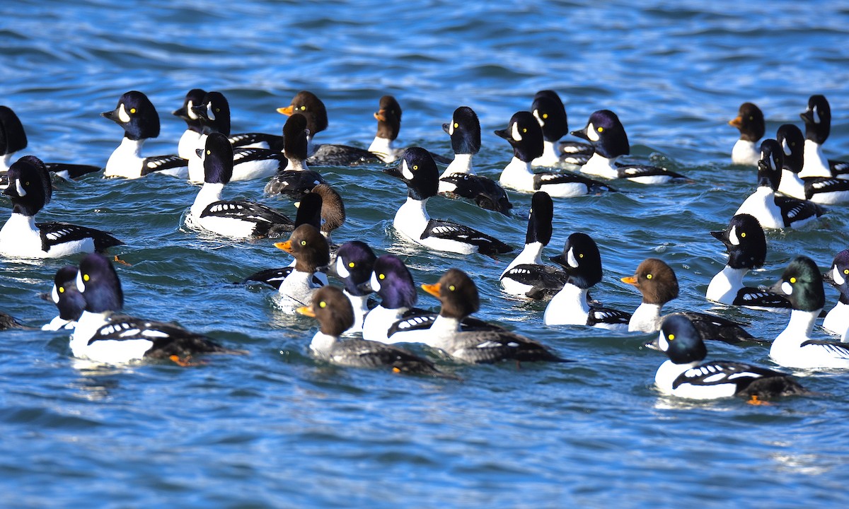 Barrow's Goldeneye - ML611851395