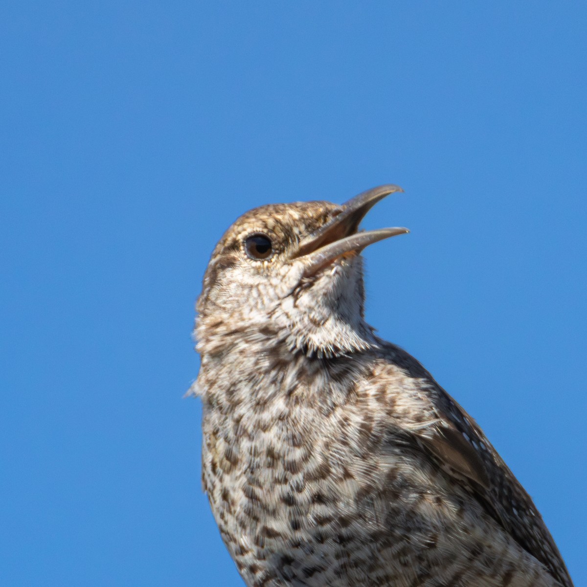 Rock Wren (Central American) - ML611851427