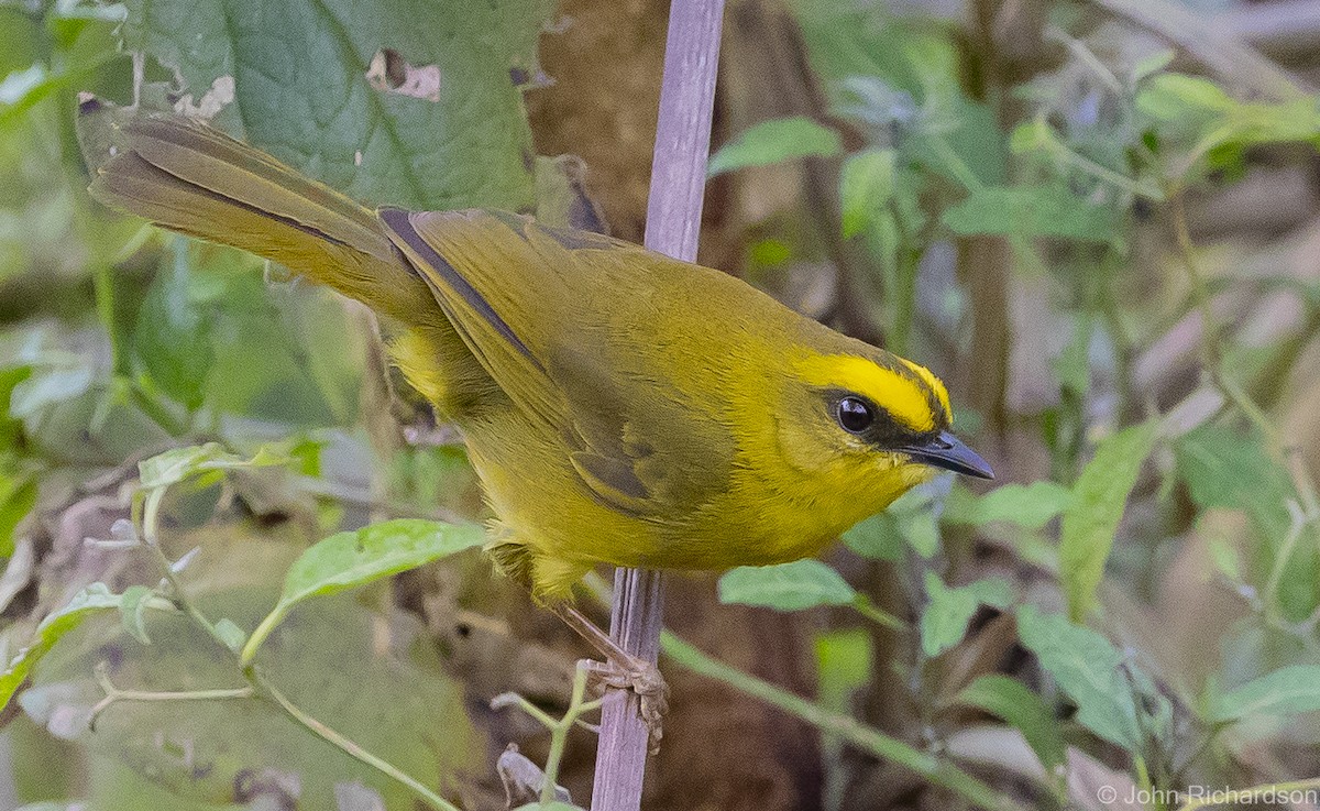 Citrine Warbler - John Richardson