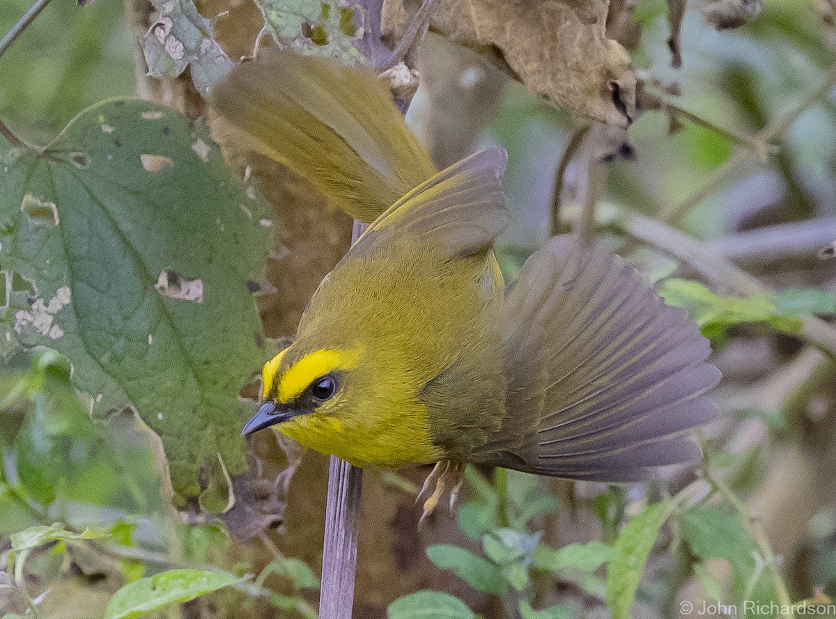 Citrine Warbler - John Richardson