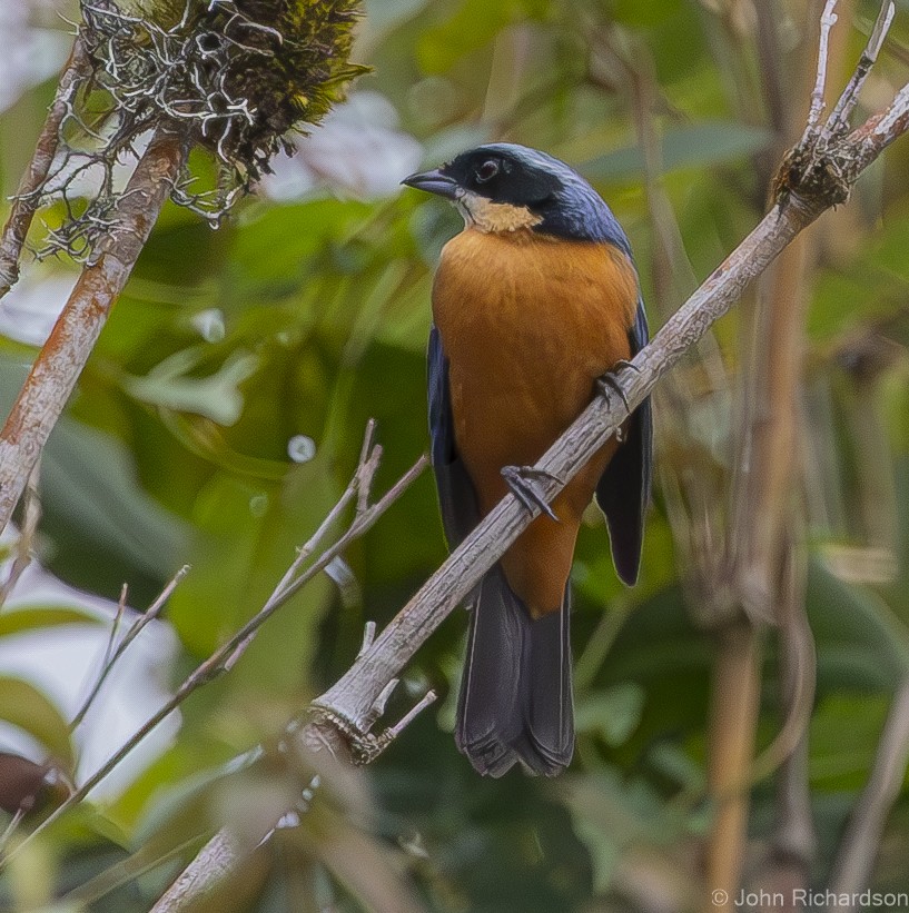 Chestnut-bellied Mountain Tanager - John Richardson