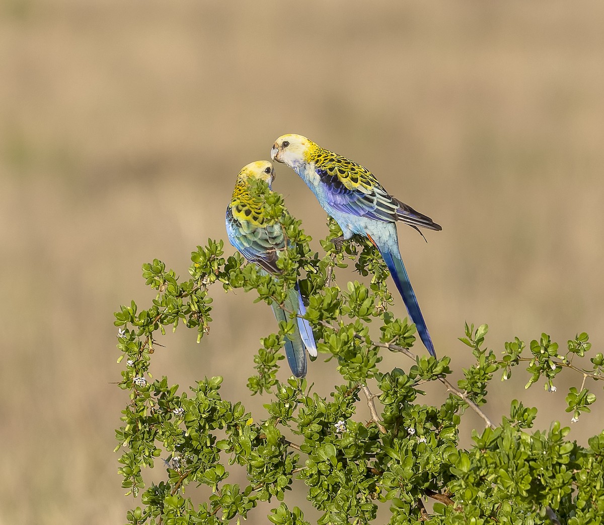 Pale-headed Rosella - ML611851496