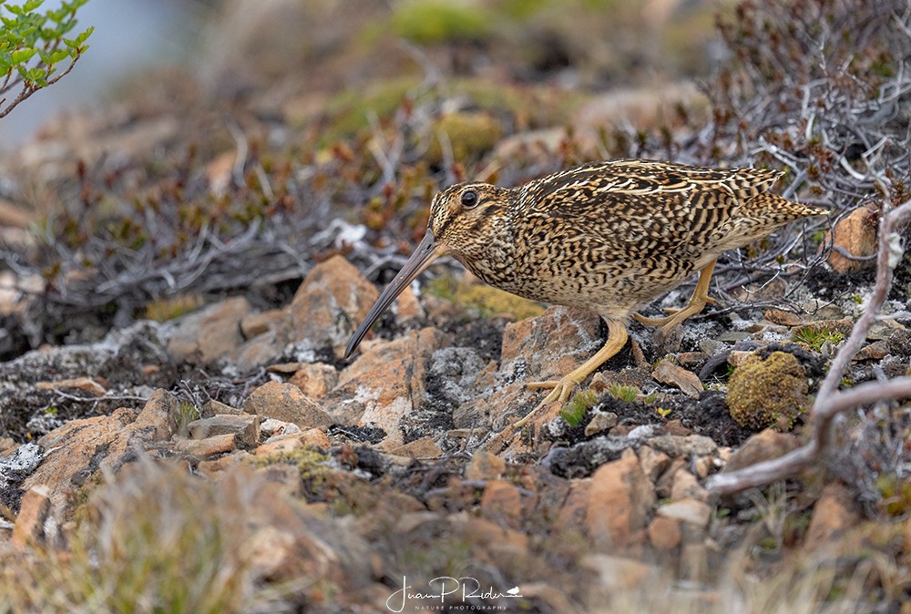 Fuegian Snipe - ML611851593