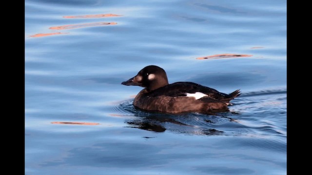 White-winged Scoter - ML611851679