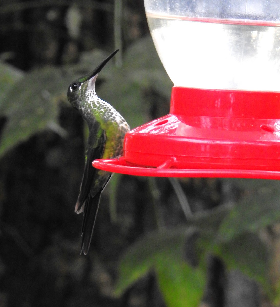 kolibřík císařský - ML611851718