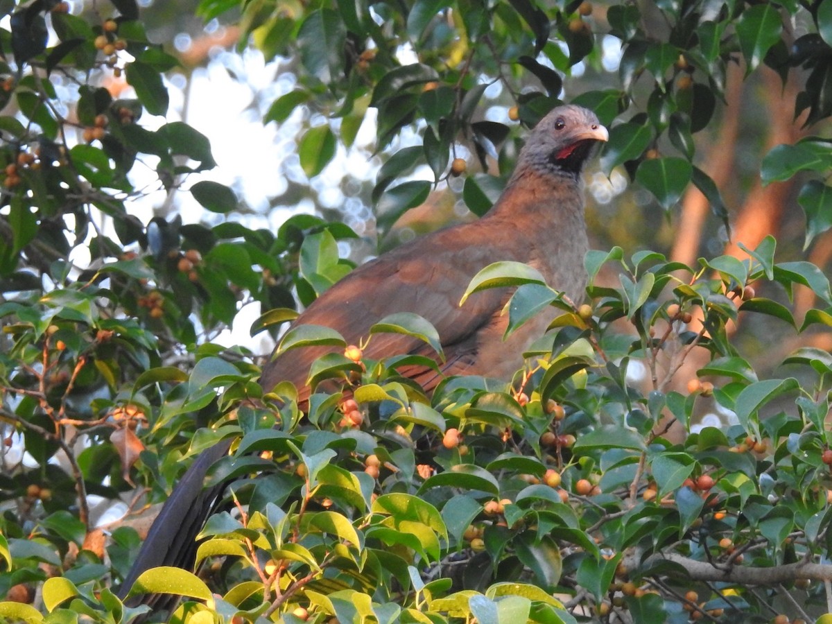 Plain Chachalaca - Daniel Garrigues