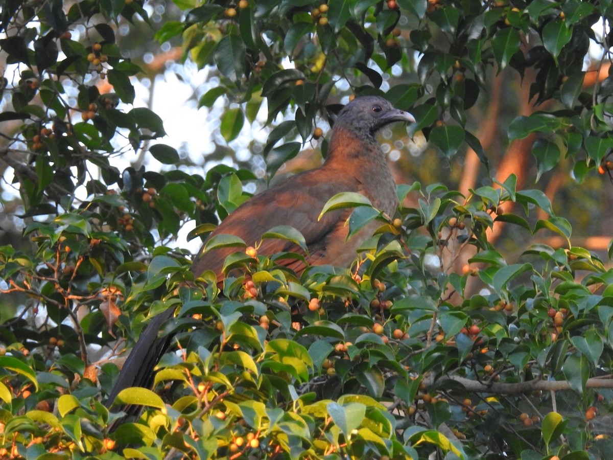 Plain Chachalaca - Daniel Garrigues