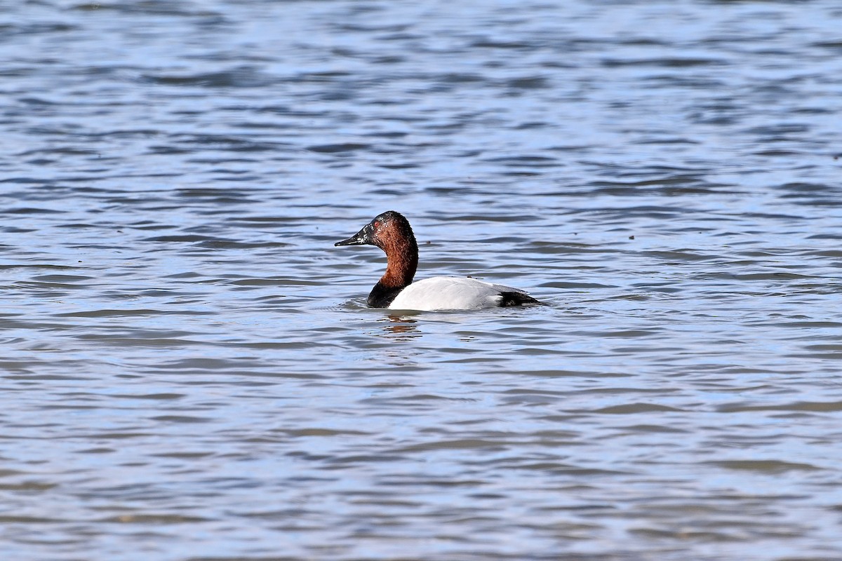 Canvasback - ML611851751