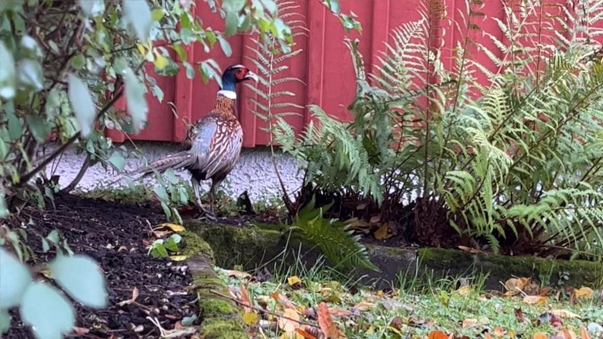 bažant obecný - ML611851766