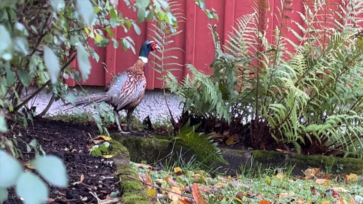 bažant obecný - ML611851767