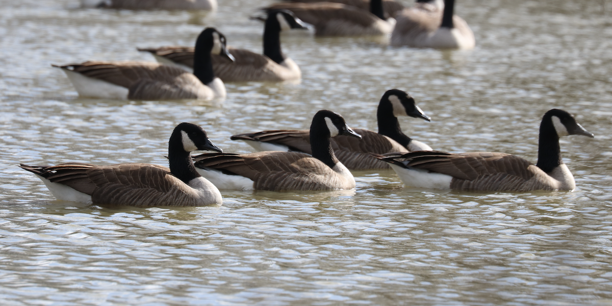 Canada Goose - James Wheat