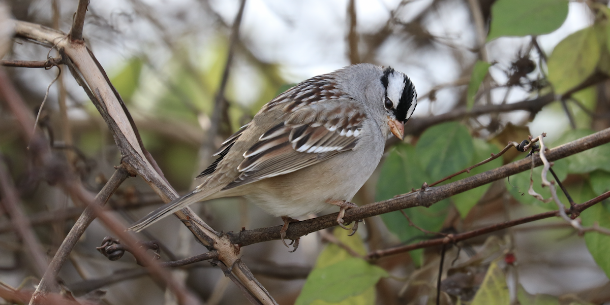 White-crowned Sparrow (Dark-lored) - James Wheat