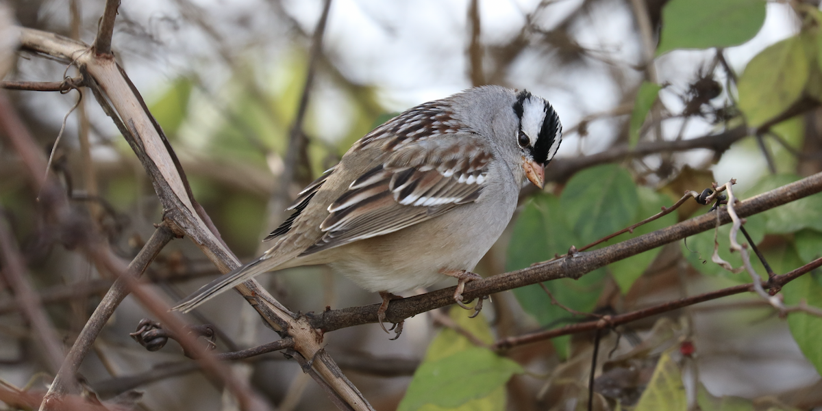 ミヤマシトド（leucophrys／oriantha） - ML611851825