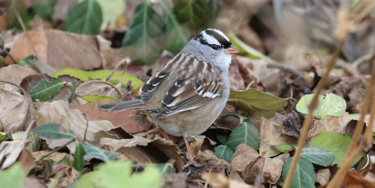 White-crowned Sparrow (Dark-lored) - James Wheat