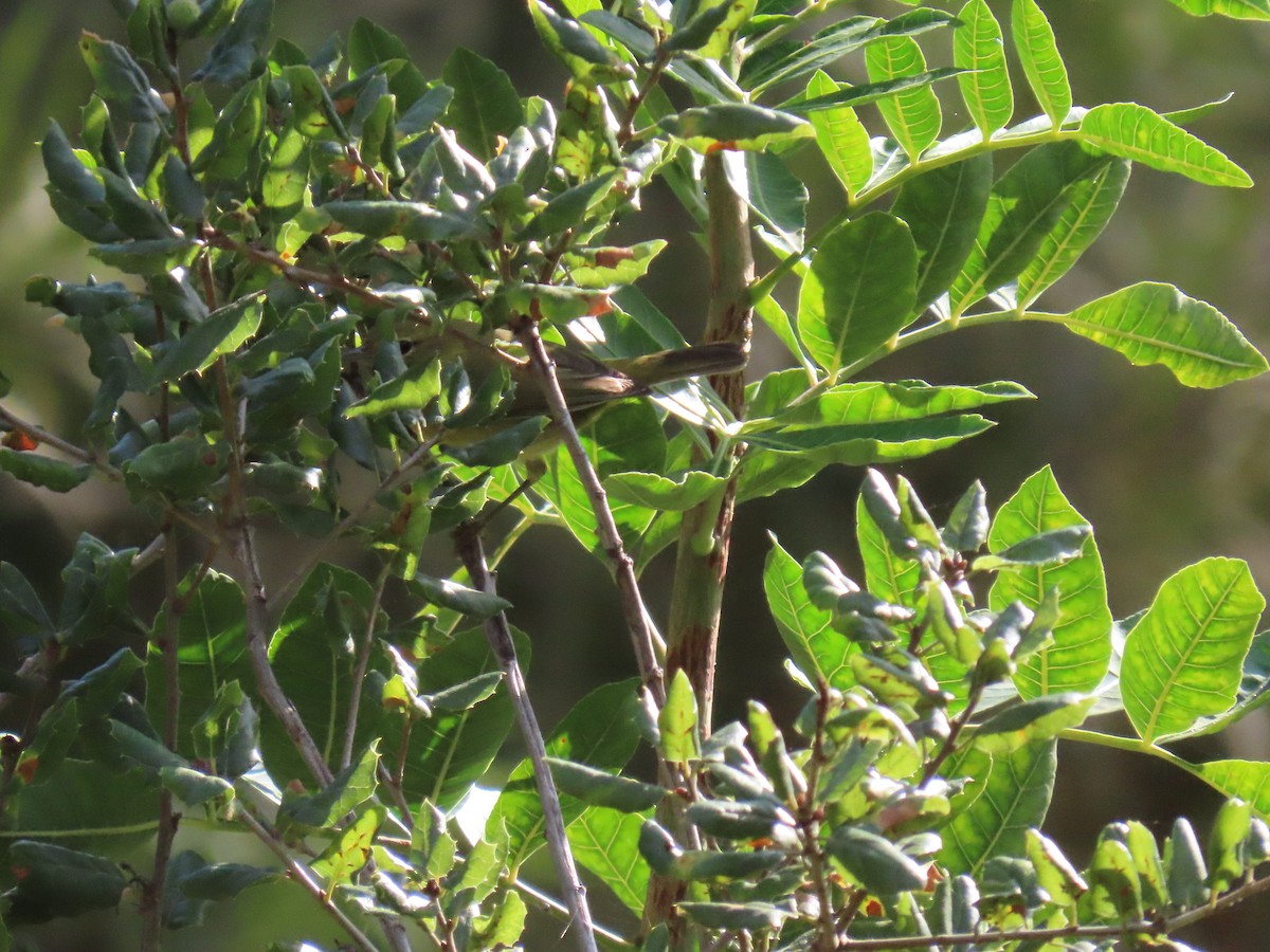 Orange-crowned Warbler - ML611851844