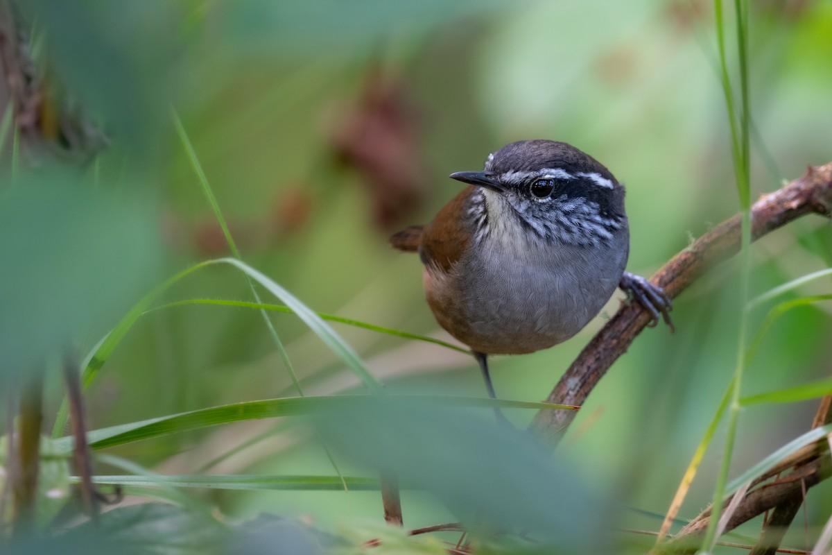 Hermit Wood-Wren - Brandon Nidiffer