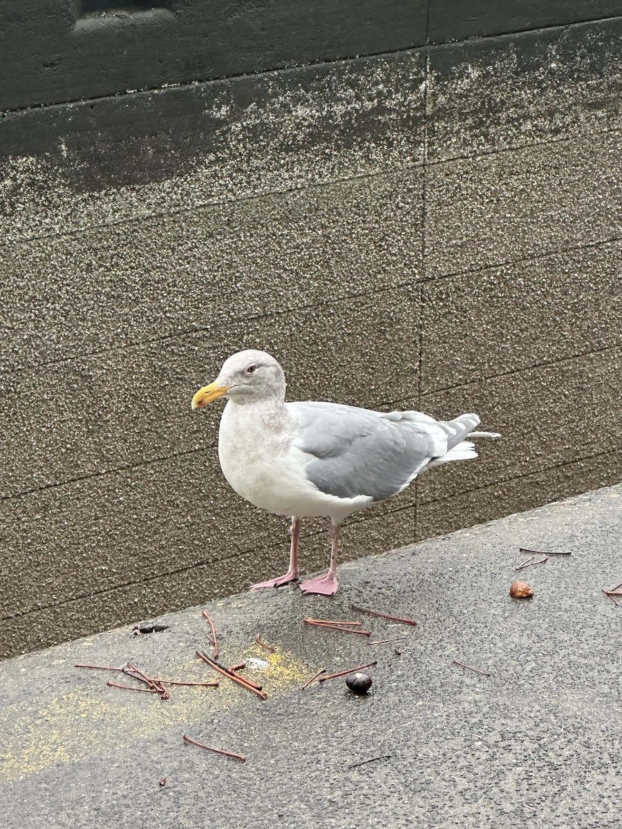 Gaviota de Bering - ML611851988