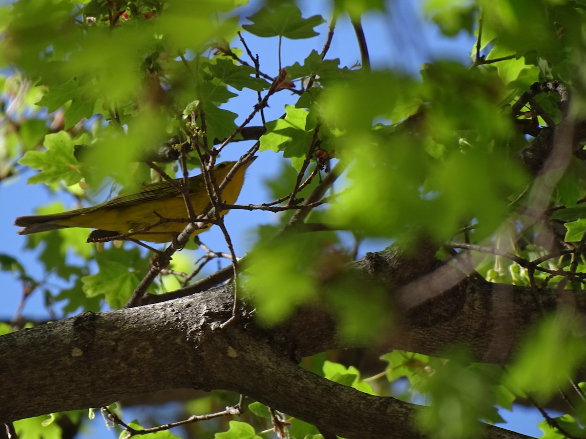 tanager sp. (Piranga sp.) - ML611852045