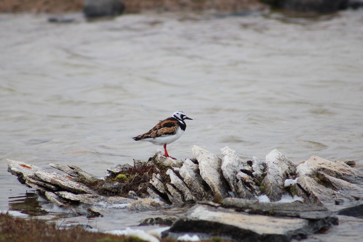 Ruddy Turnstone - ML611852062