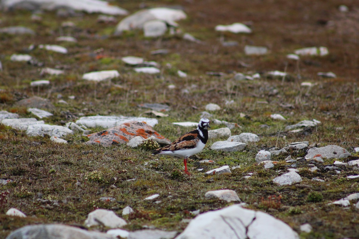 Ruddy Turnstone - ML611852078