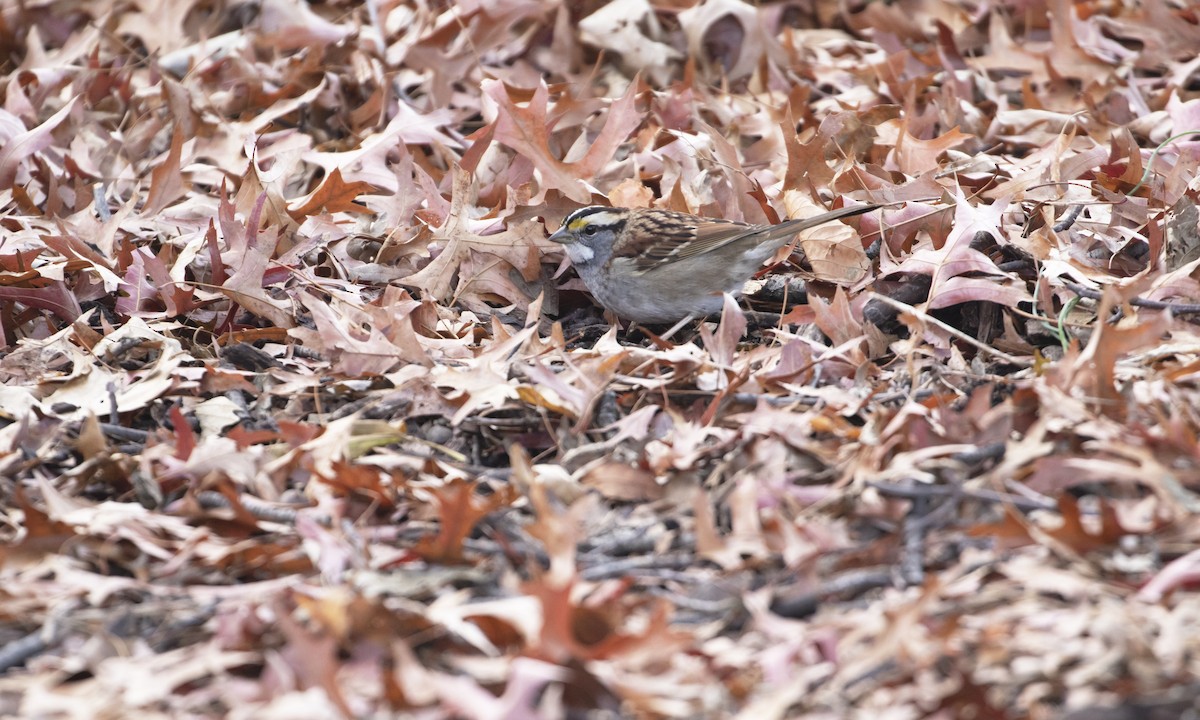 White-throated Sparrow - Heather Wolf