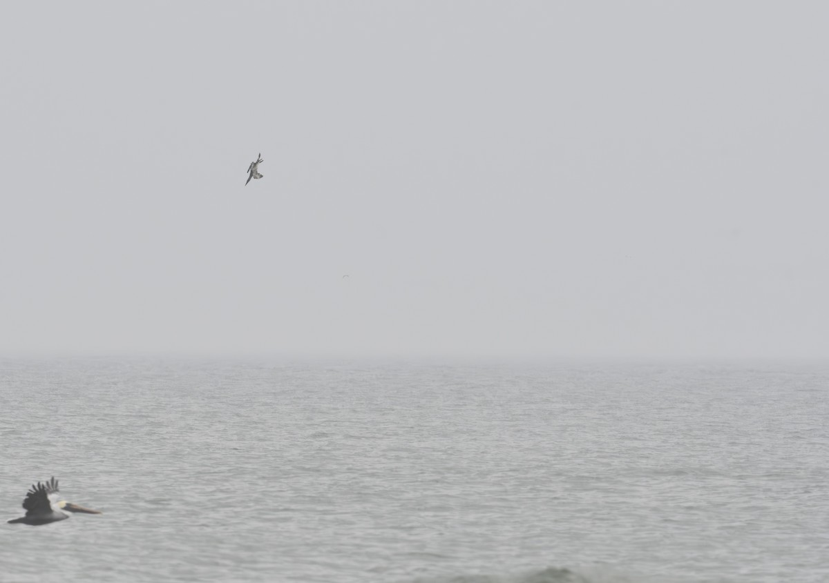 Northern Gannet - ML611852167