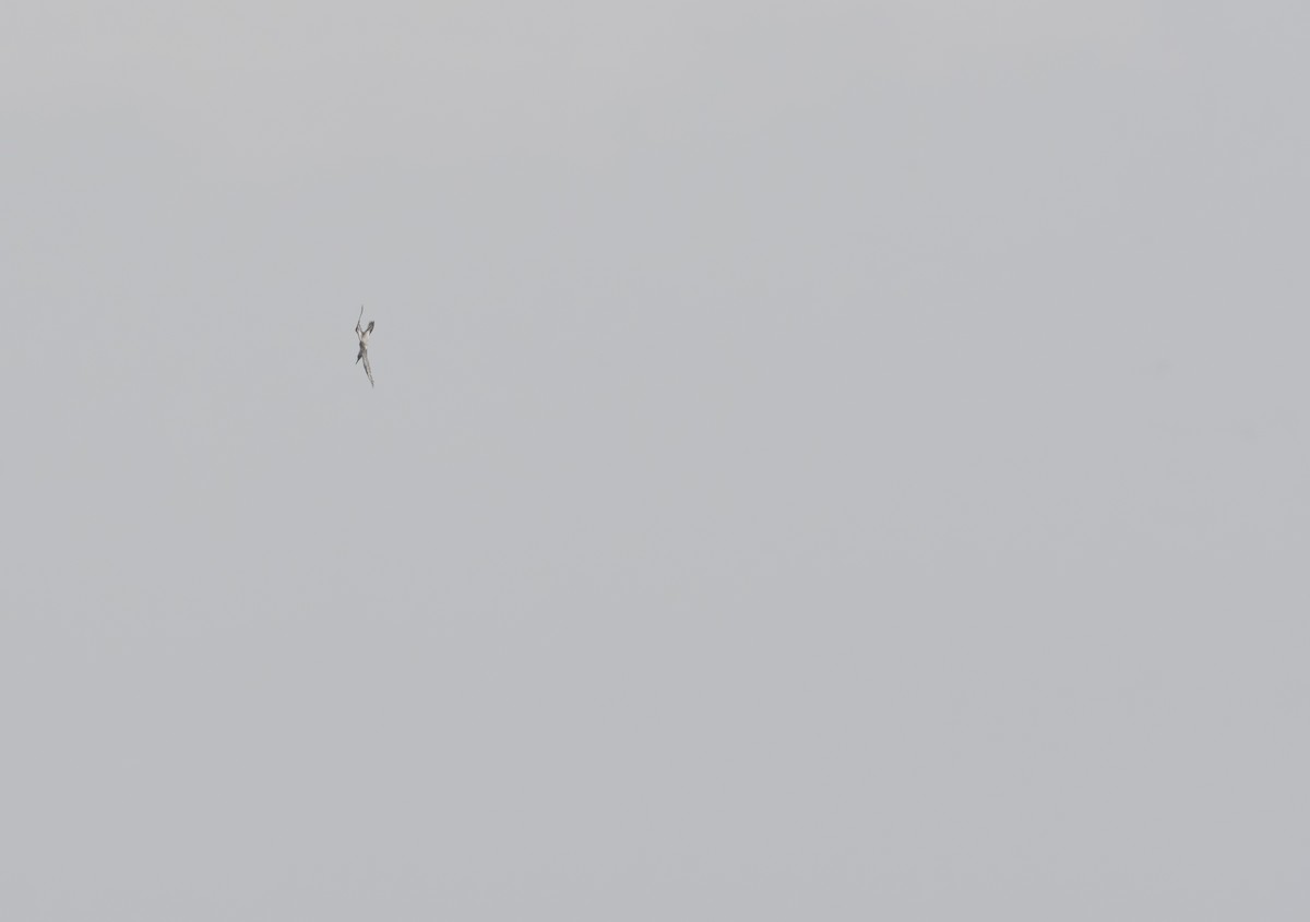 Northern Gannet - ML611852168