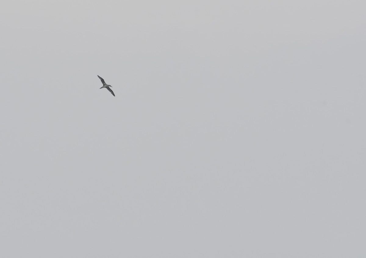 Northern Gannet - ML611852169