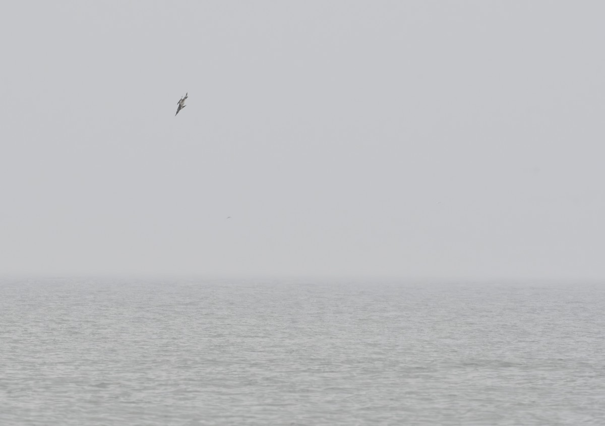 Northern Gannet - ML611852170