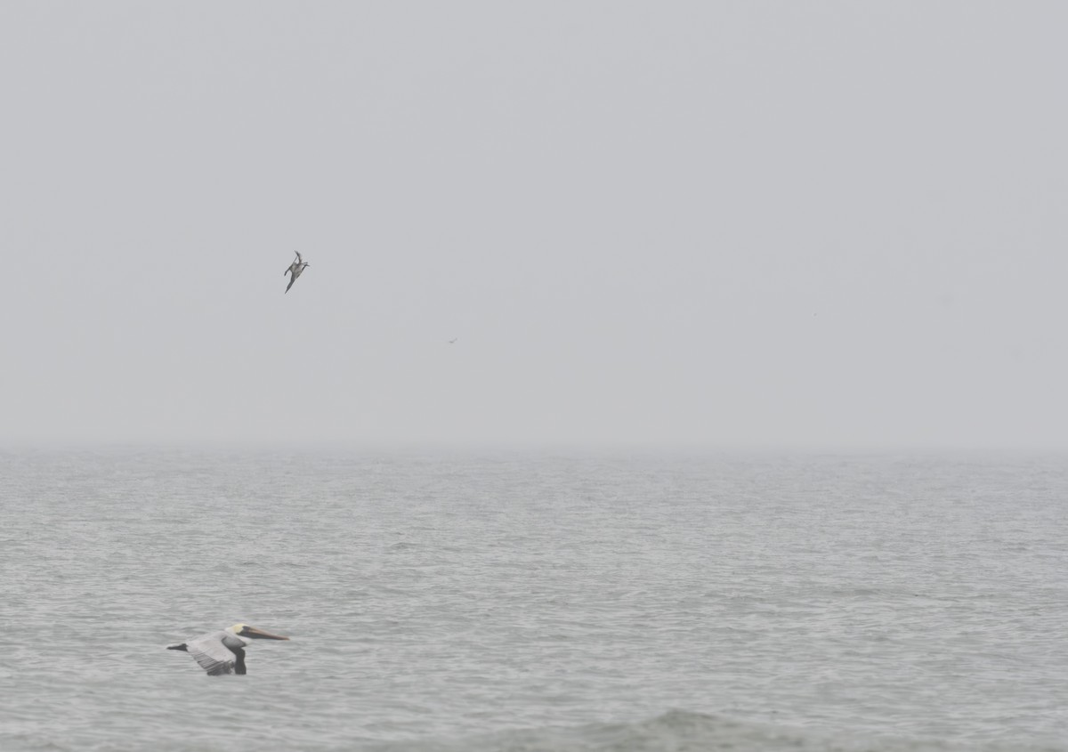 Northern Gannet - ML611852171