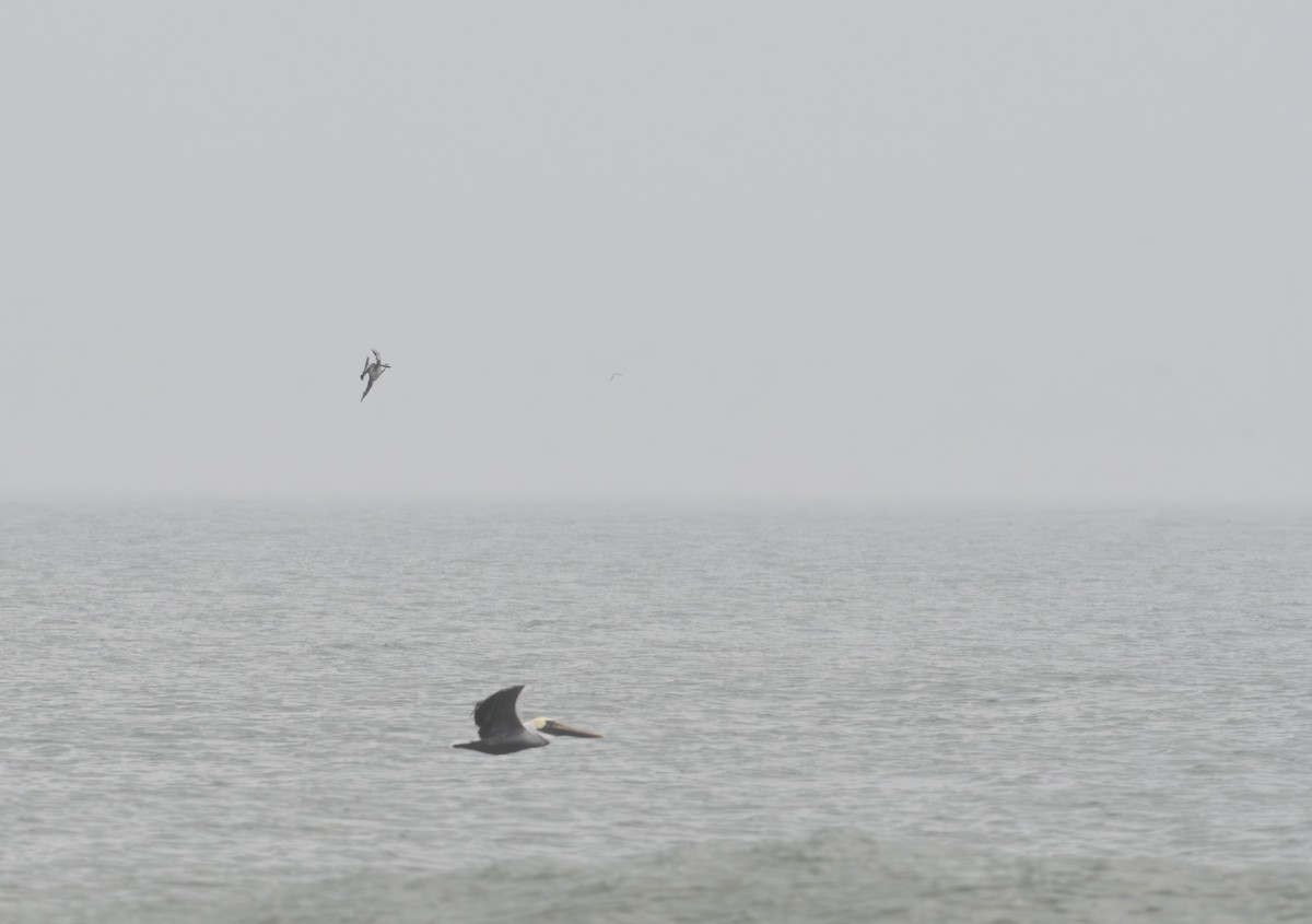 Northern Gannet - ML611852172