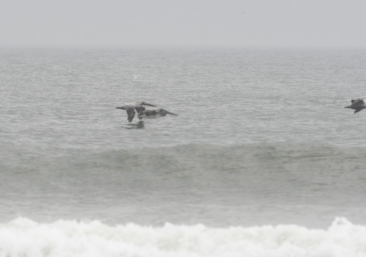 Northern Gannet - ML611852173
