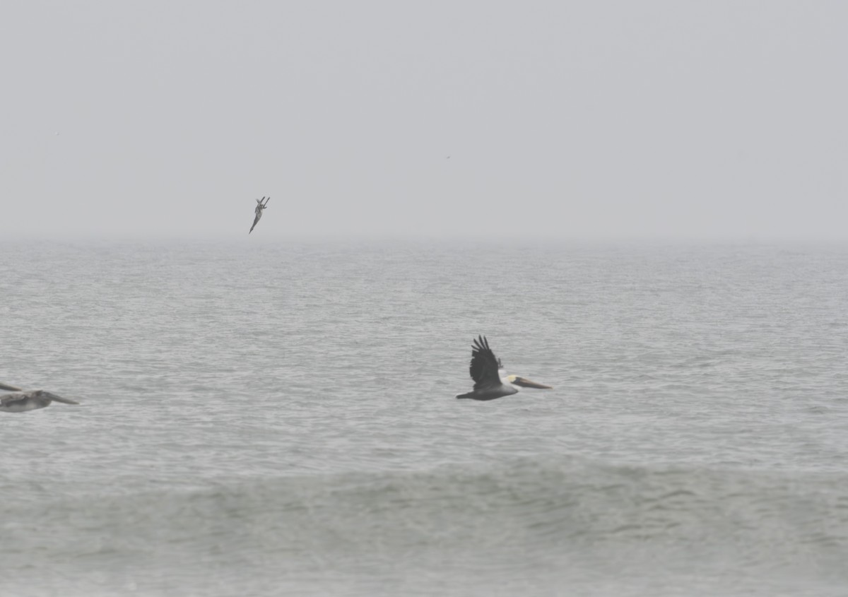 Northern Gannet - ML611852174