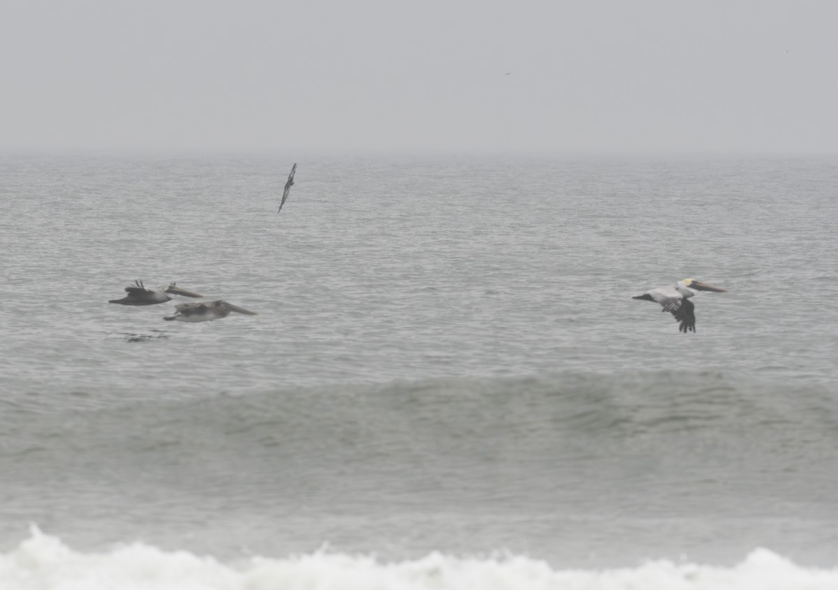 Northern Gannet - ML611852175