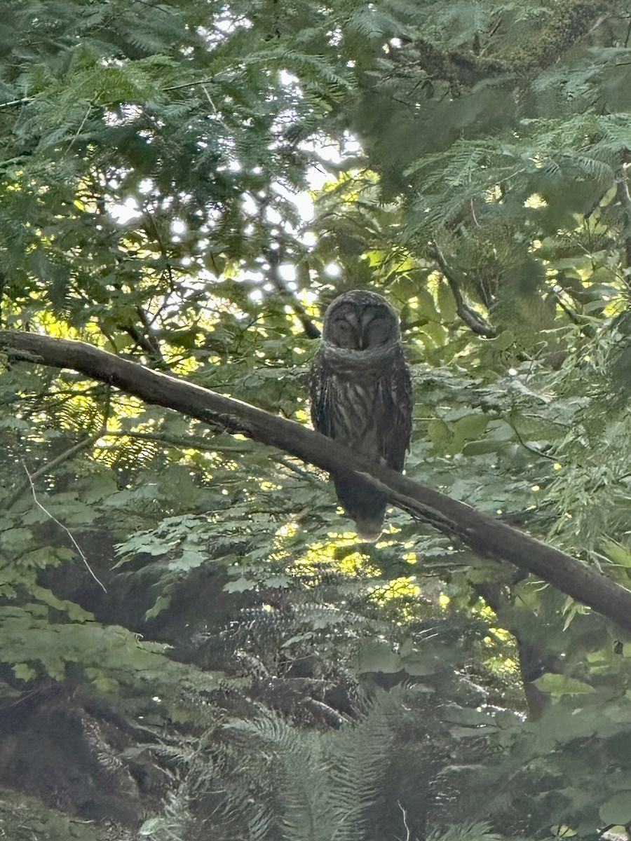 Barred Owl - ML611852225